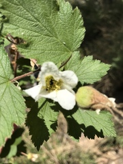 Rubus neomexicanus