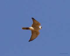 Falco biarmicus