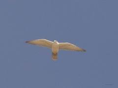 Falco biarmicus