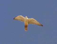 Falco biarmicus