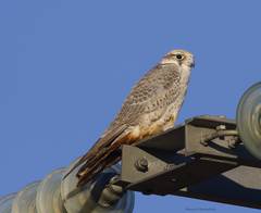 Falco biarmicus