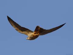 Falco biarmicus