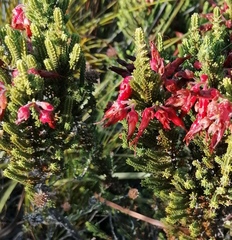 Erica monadelphia
