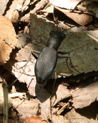 Dromochorus belfragei