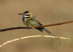 Merops albicollis