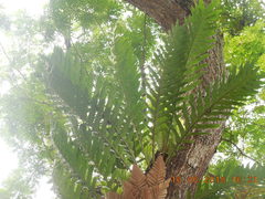 Drynaria quercifolia