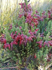Erica monadelphia