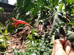 Ruellia amplexicaulis