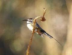 Merops albicollis