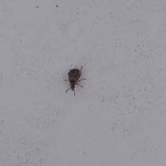 Acanthoscelides obtectus