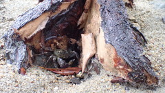 Metopograpsus frontalis