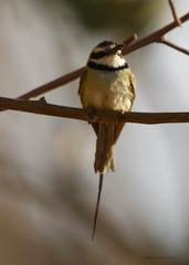 Merops albicollis