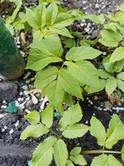 Aegopodium podagraria