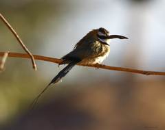 Merops albicollis