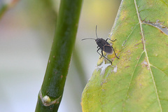 Boisea fulcrata fulcrata