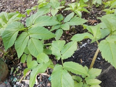 Aegopodium podagraria