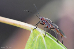 Boisea fulcrata fulcrata