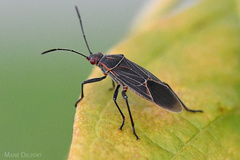 Boisea fulcrata fulcrata