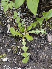 Taraxacum officinale