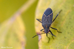 Boisea fulcrata fulcrata