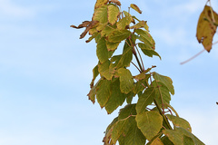 Boisea fulcrata fulcrata