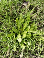 Scorzoneroides autumnalis