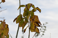 Boisea fulcrata fulcrata