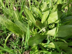 Scorzoneroides autumnalis