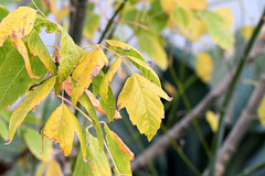 Boisea fulcrata fulcrata