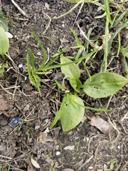 Plantago major
