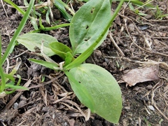 Plantago major