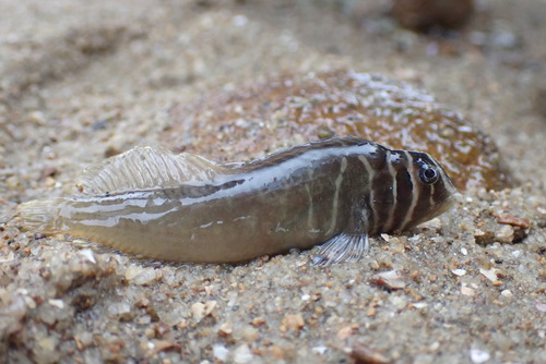 Barred blenny (Omobranchus fasciolatoceps) — Blenniidae — 4
