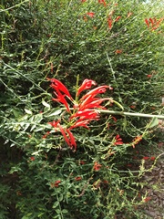 Anisacanthus ramosissimus