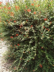 Anisacanthus ramosissimus