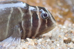 Asian Estuarine Blenny photo 3