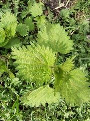 Urtica dioica