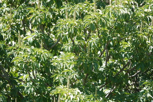 iNaturalist observation photo of California buckeye
