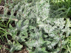 Cirsium vulgare