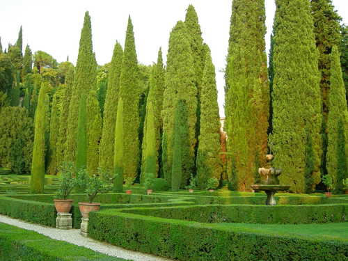 Mediterranean cypress