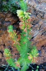 Erica viscaria
