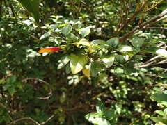 Justicia floribunda