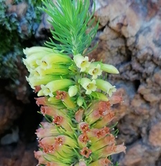 Erica viscaria
