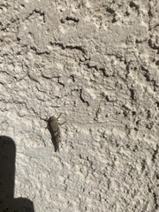 Trimerotropis pallidipennis