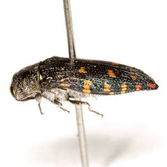 Acmaeodera uvaldensis