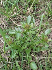 Barbarea vulgaris