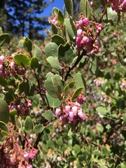 Arctostaphylos patula