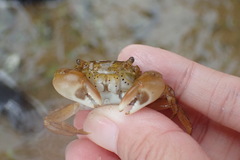Hemigrapsus penicillatus