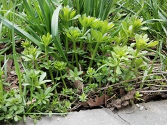 Galium mollugo
