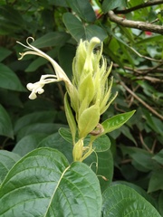 Poikilacanthus