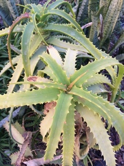 Aloe